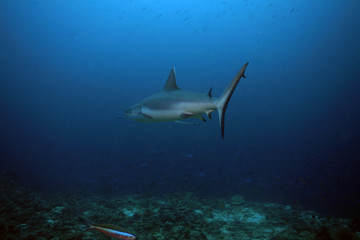Grauer Riffhai, Grey Reef Shark
