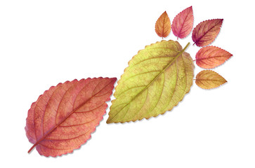 Beautiful color leaf footprint for natural and green concept