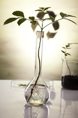 Floral science in  laboratory