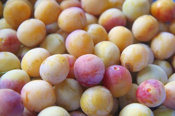 Mirabelles de Lorraine - Metz