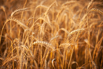 Ears of wheat close-up. Landscape overlooking a wheat field. Harvest.
