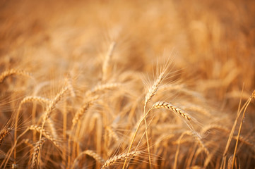 Fototapeta premium Ears of wheat close-up. Landscape overlooking a wheat field. Harvest. 