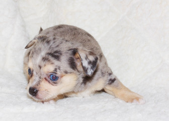 small chihuahua puppy