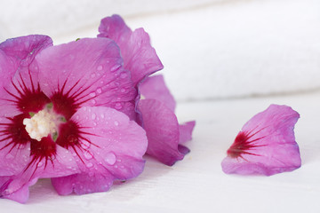 Pink hibiscus and towels