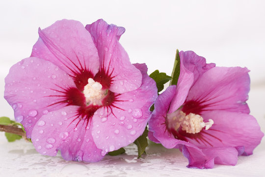 Two pink hibiscus flowers