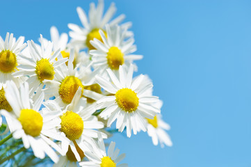 Camomiles against the sky