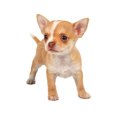 portrait of a cute purebred puppy chihuahua in front of white ba