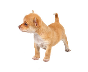 portrait of a cute purebred puppy chihuahua in front of white ba