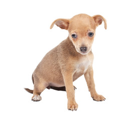 Russian toy terrier on a white background