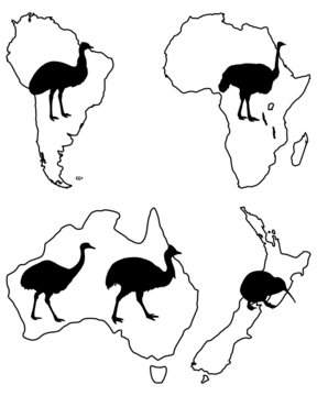 Laufv&ouml;gel der Welt