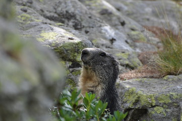Marmotte dans son terrier
