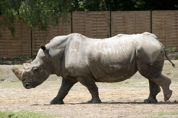 Obraz premium rhinocéros