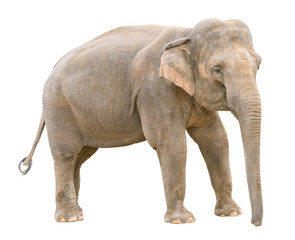 Asian elephant young female cutout