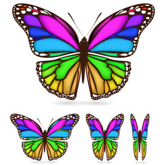 set of colorful butterfly isolated on white background