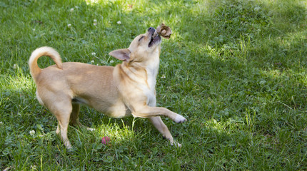 Naklejka na ściany i meble chihuahua playing happily on the lawn of a park