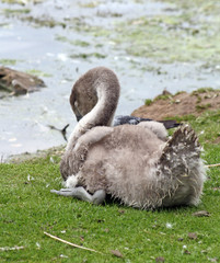 young cygnet