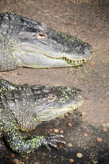 Krokodil