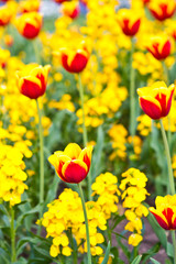 red yellow tulips with yellow flowers