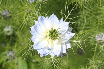 light blue cornflower