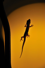 House Gecko