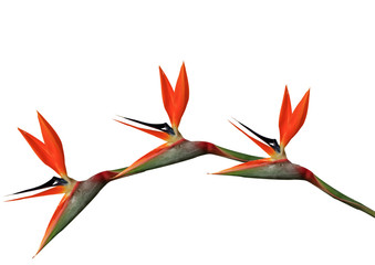 bird of paradise flowers arching