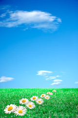 Margherite su prato verde e cielo azzurro
