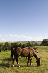 Fototapeta na wymiar Two Horses on Ranch