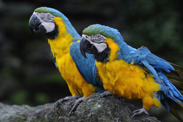 ルリコンゴウインコ