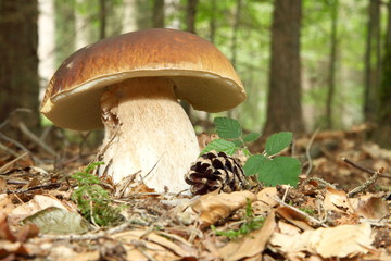 Steinpilz