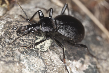Ground beetle, cychrus caraboides