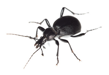 Fototapeta premium Ground beetle, cychrus caraboides