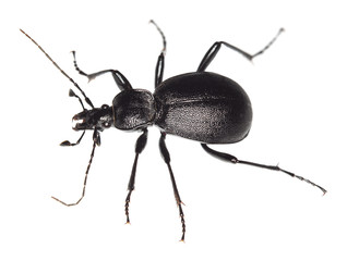 Ground beetle, cychrus caraboides