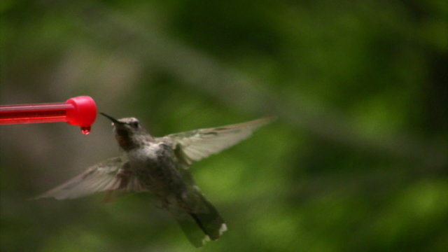 Hummingbird 2 Fly in Slow Motion