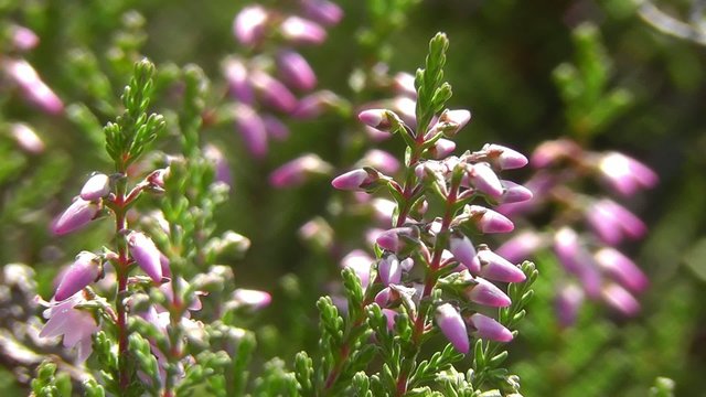 Heidekr&auml;uter - Erica