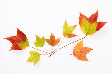 葉っぱのテクスチャー