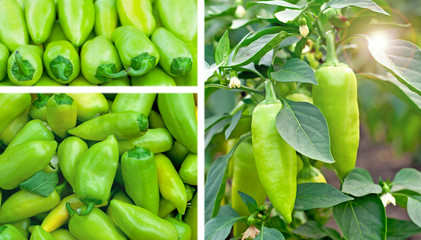 group of green peppers in a field