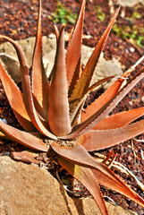 Aloe