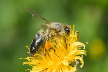 A bee pollinates a flower and harvested