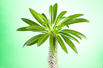 Cactus with leaves on green background (Pachypodium lameri)