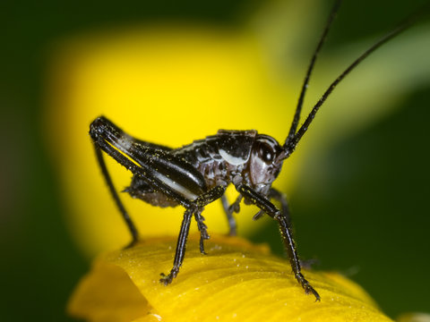 grasshopper