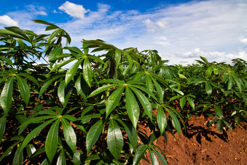Cassava or manioc plant field in Thailand