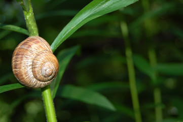 Snail
