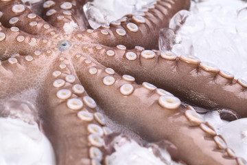 Raw and fresh octopus tentacles on ice