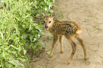 cute baby fawn deer with white spots
