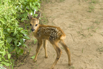 cute baby fawn deer with white spots