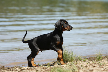 young dobermann near the river - puppy dog