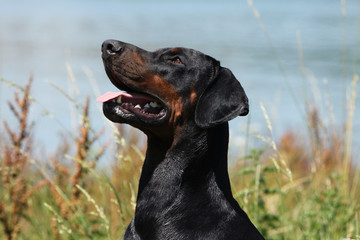 portrait du dobermann