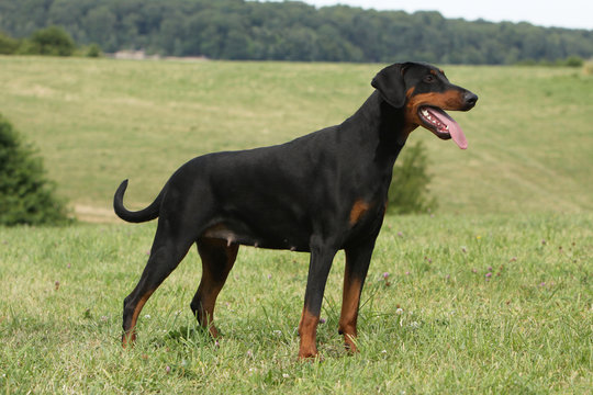 beautiful dobermann on profile -