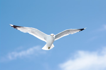 Fototapeta premium seagull in blue sky