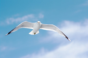 seagull in blue sky